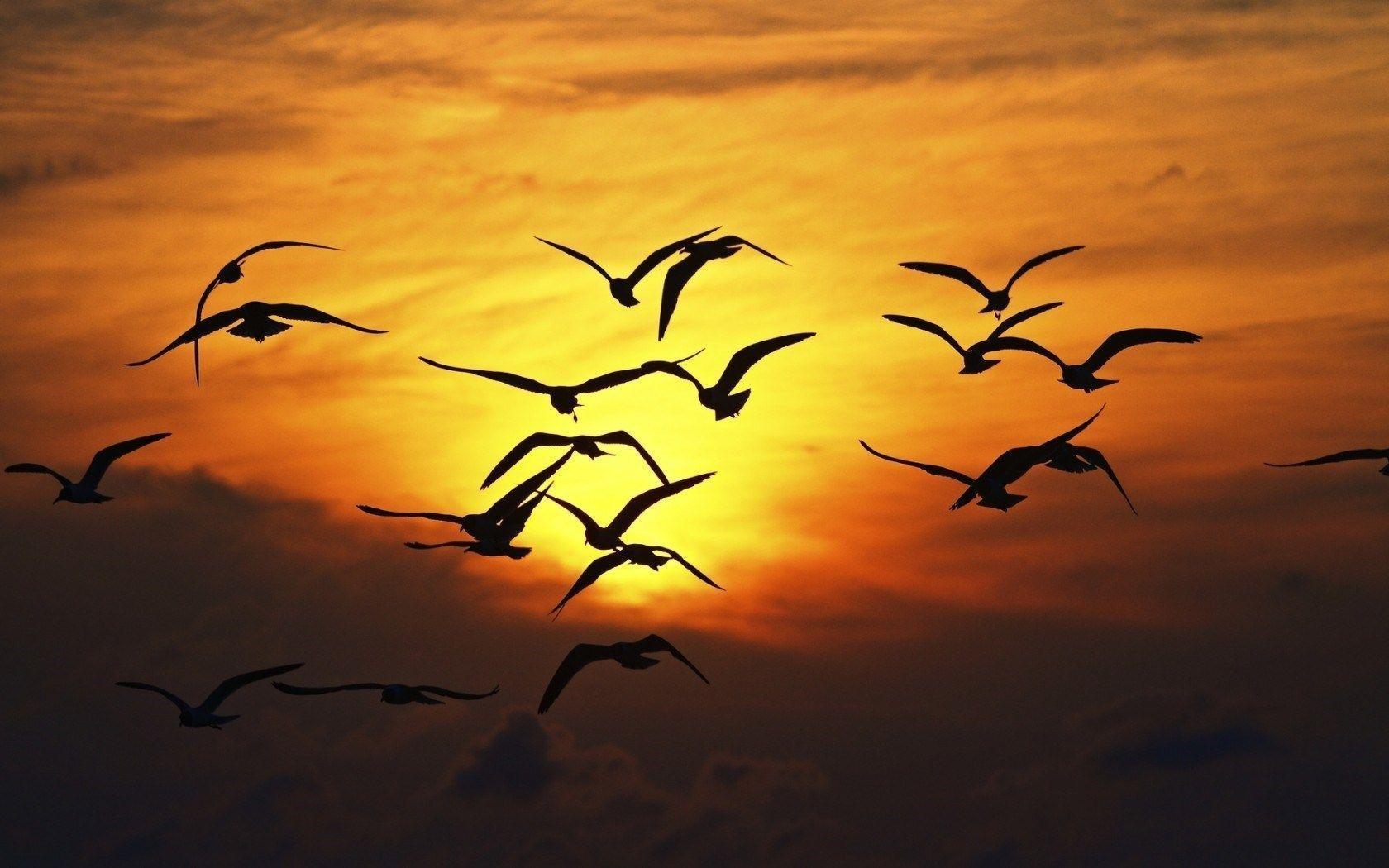 Nature Birds Silhouette Sunset Wings Fly Sky HD Wallpaper