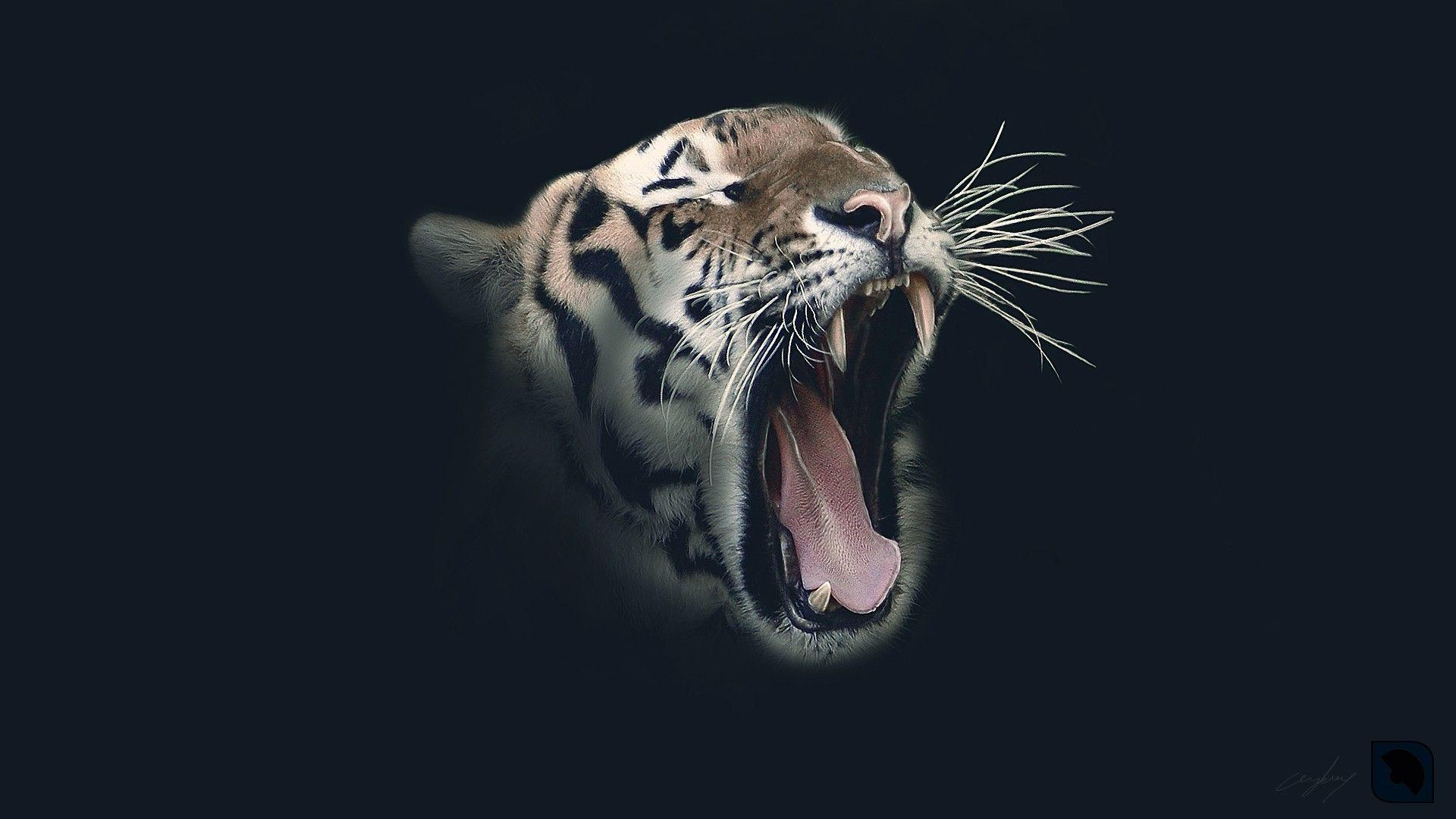 Pin Wallpaper Tiger Roar HD Photo