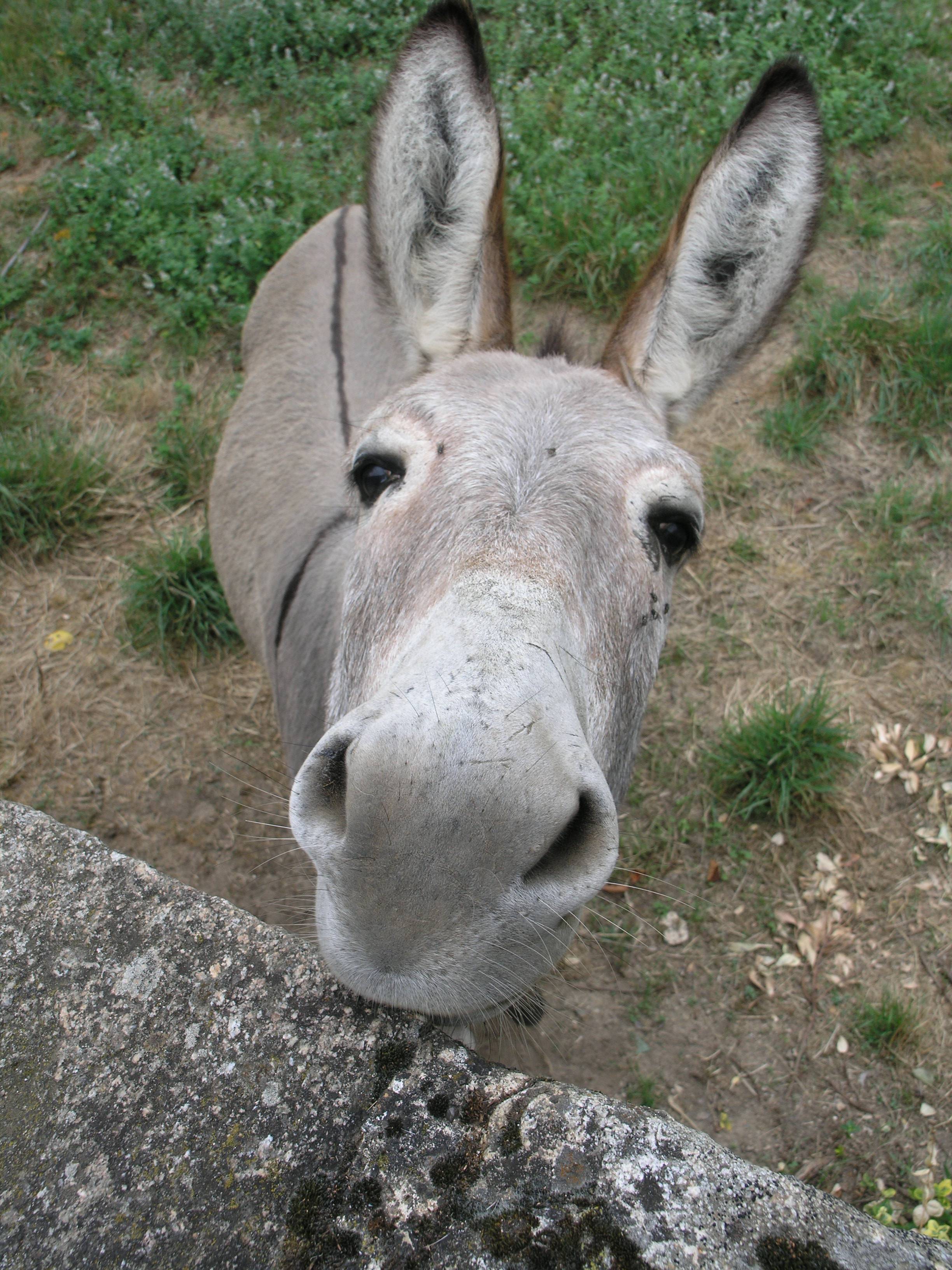 I need a donkey, or two. Now I Am Sixty