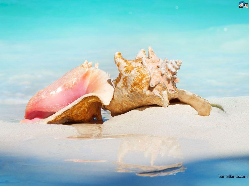 Free Download Seashells HD Wallpaper