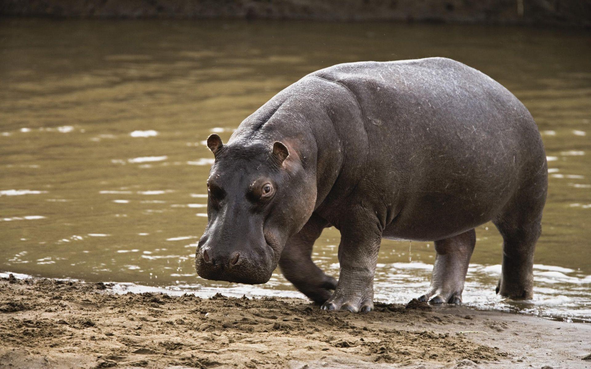 Hippopotamus Leaving the Water Free and Wallpaper