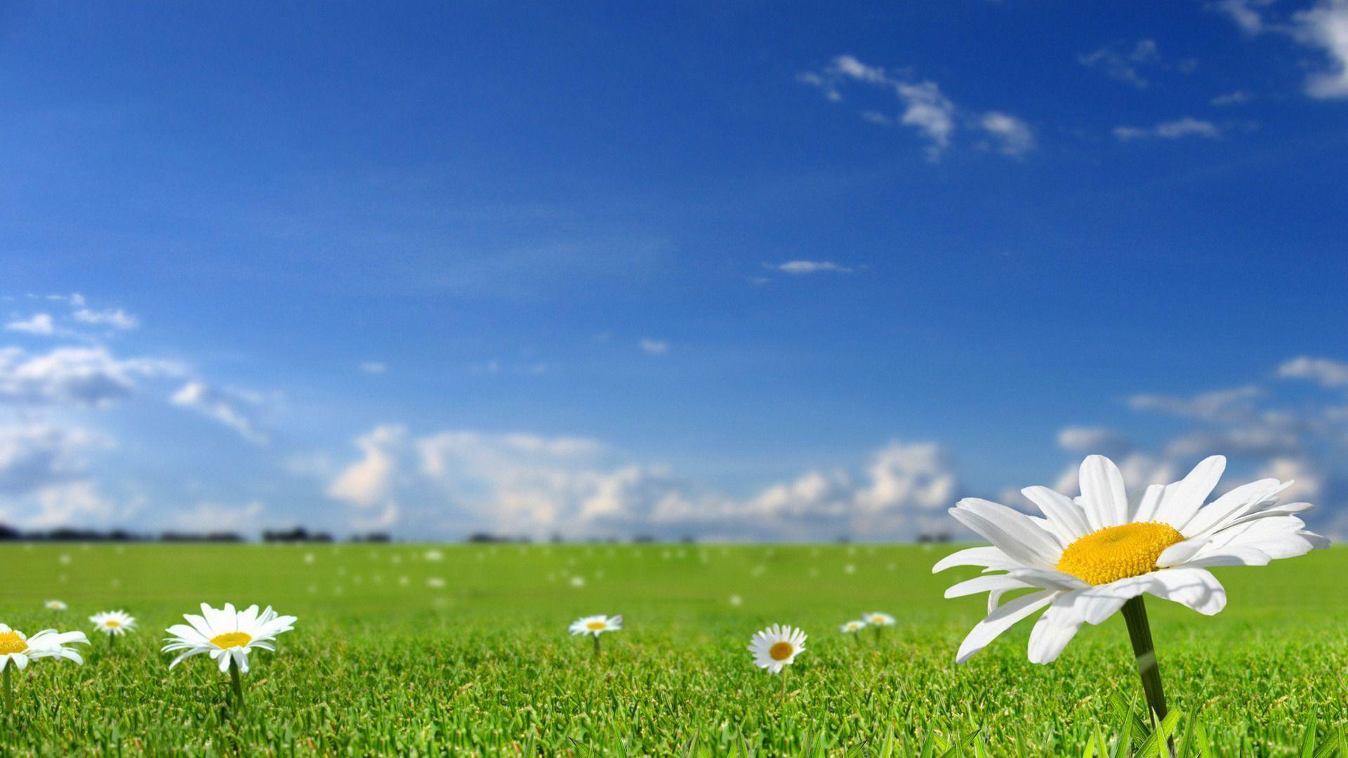 Beautiful white flowers in fields with blue sky background