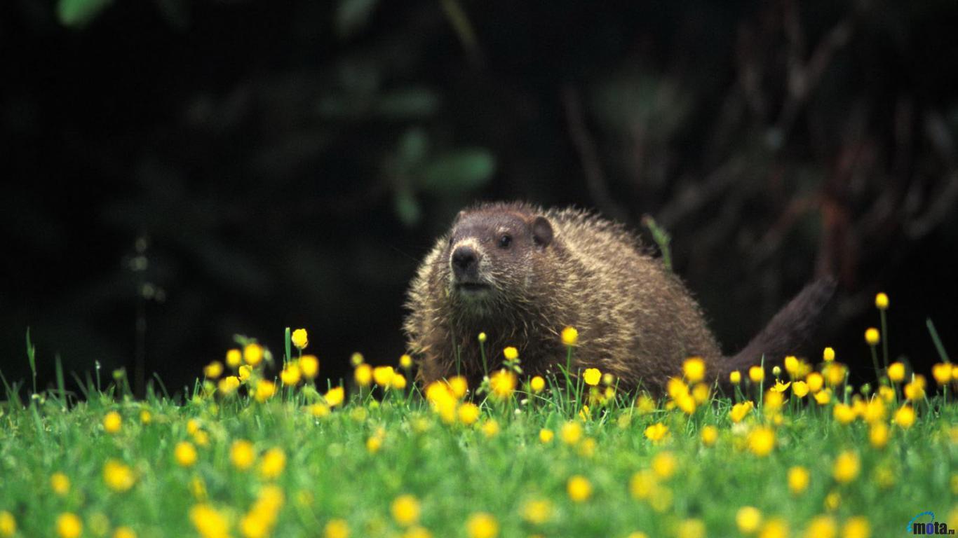 Fat Groundhog in Garden