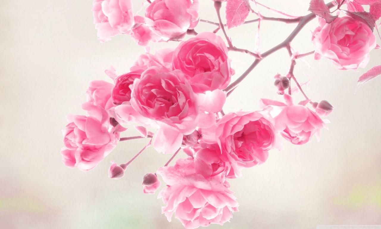 Pretty Pink Roses Wallpaper (Color) Photo