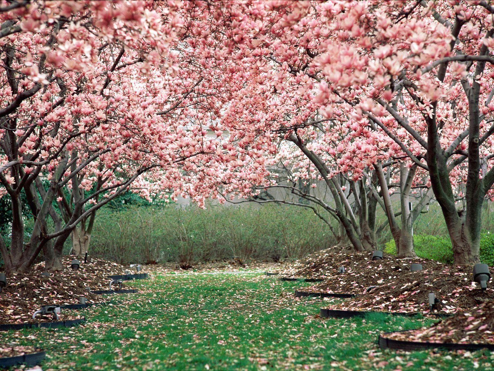 Cherry Blossom Wallpaper. loopele