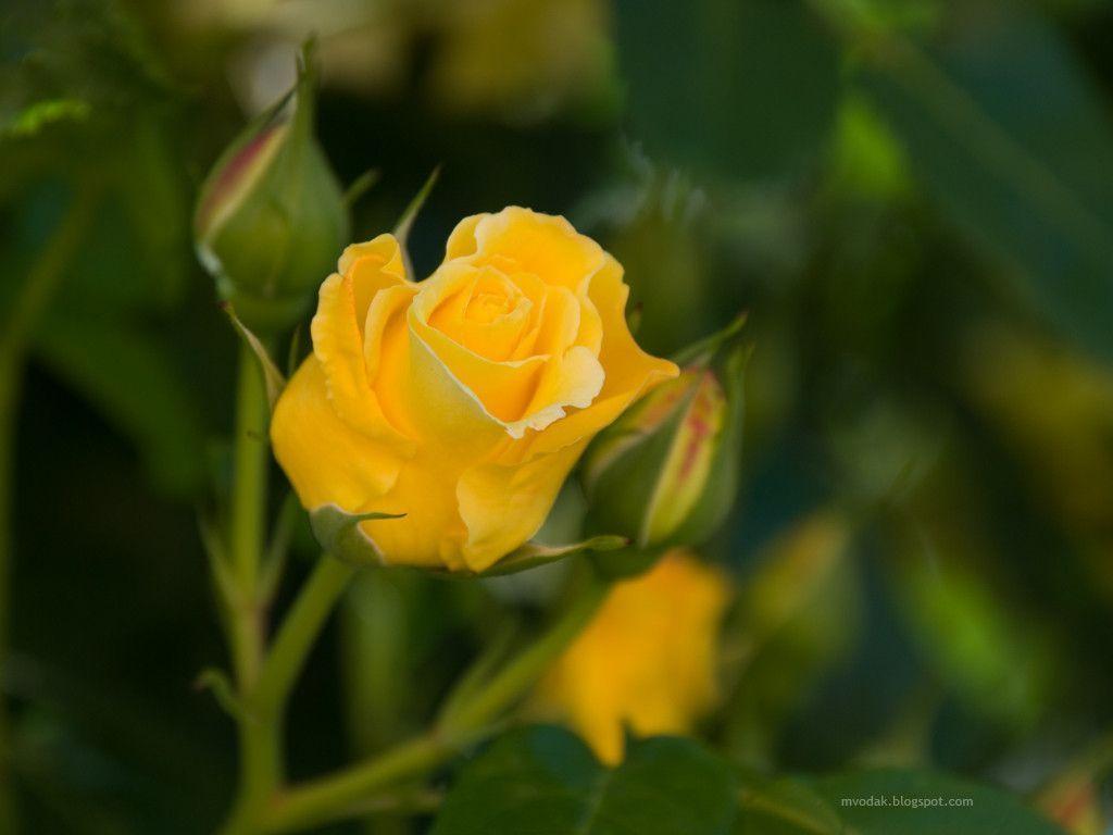 Picture Of A Yellow Rose Flower Wallpaper