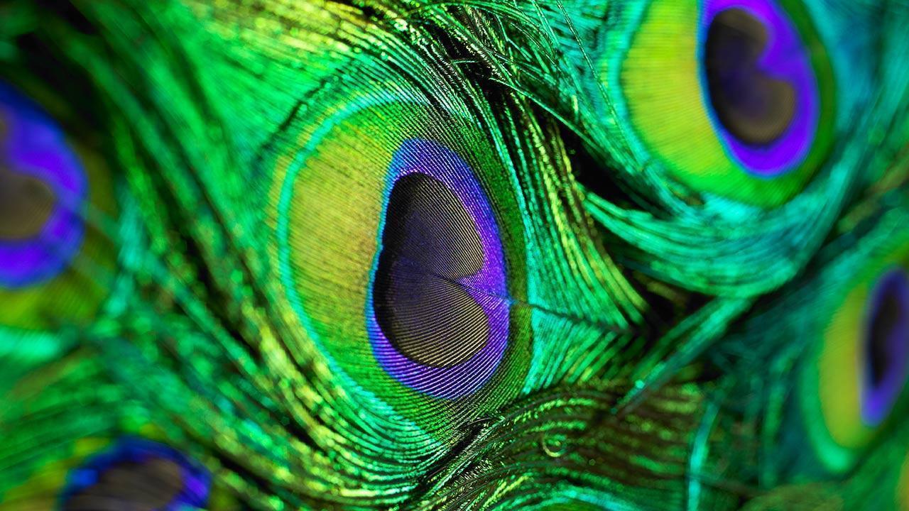 Peacock Feather Wallpapers - Wallpaper Cave