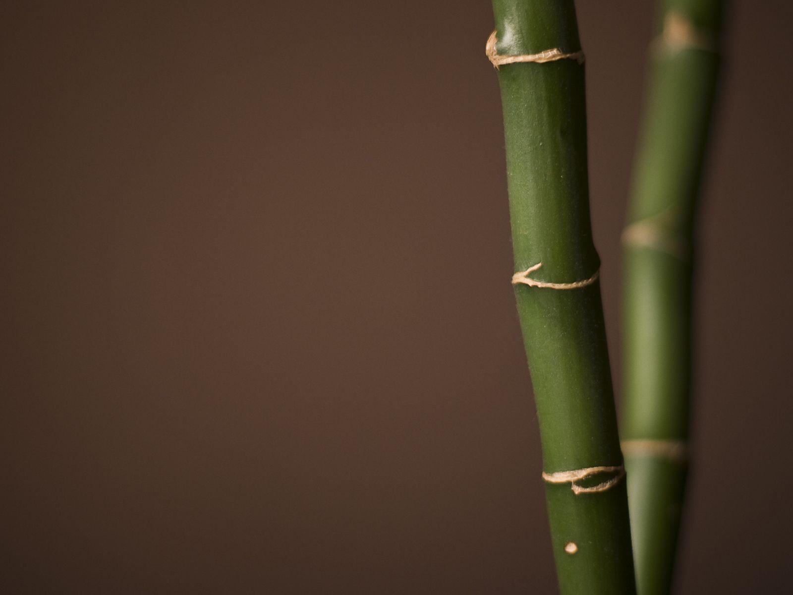 Bamboo Background. HD Background Point