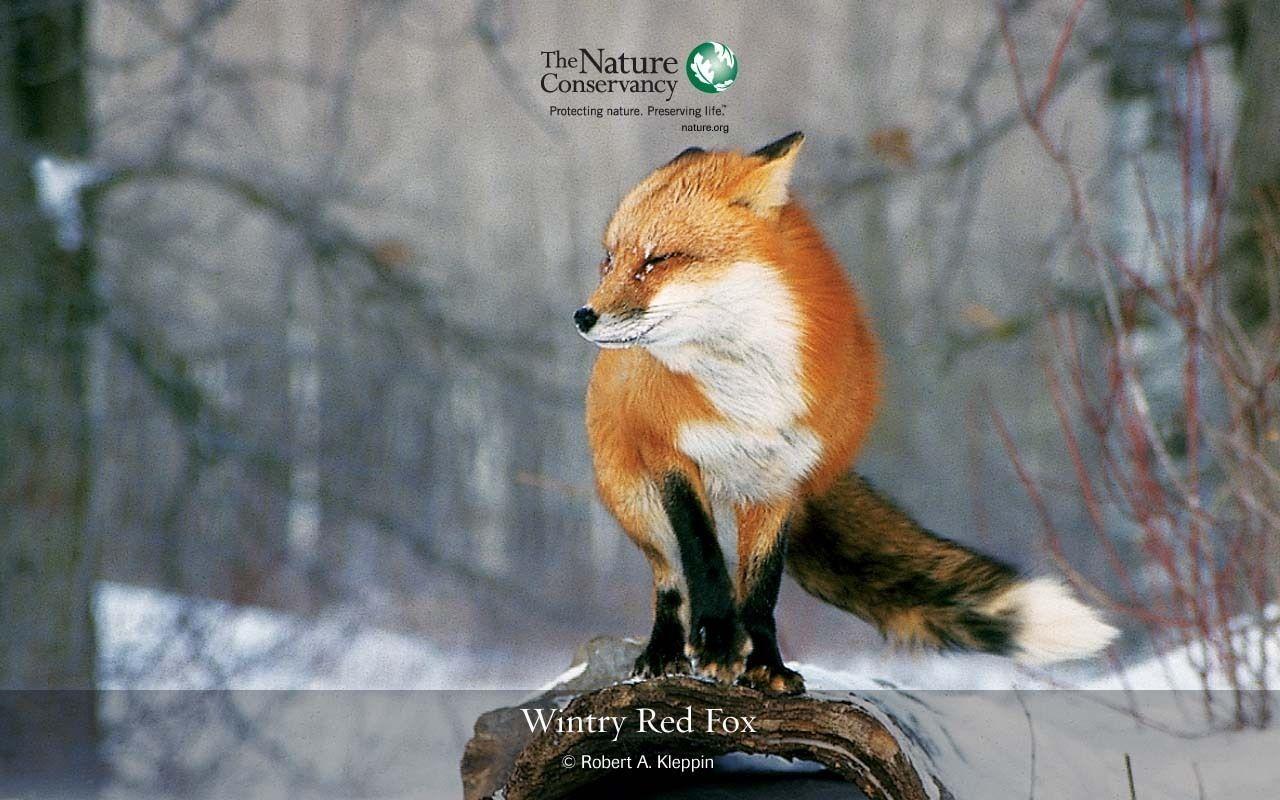 Red Fox Foxes Wallpaper