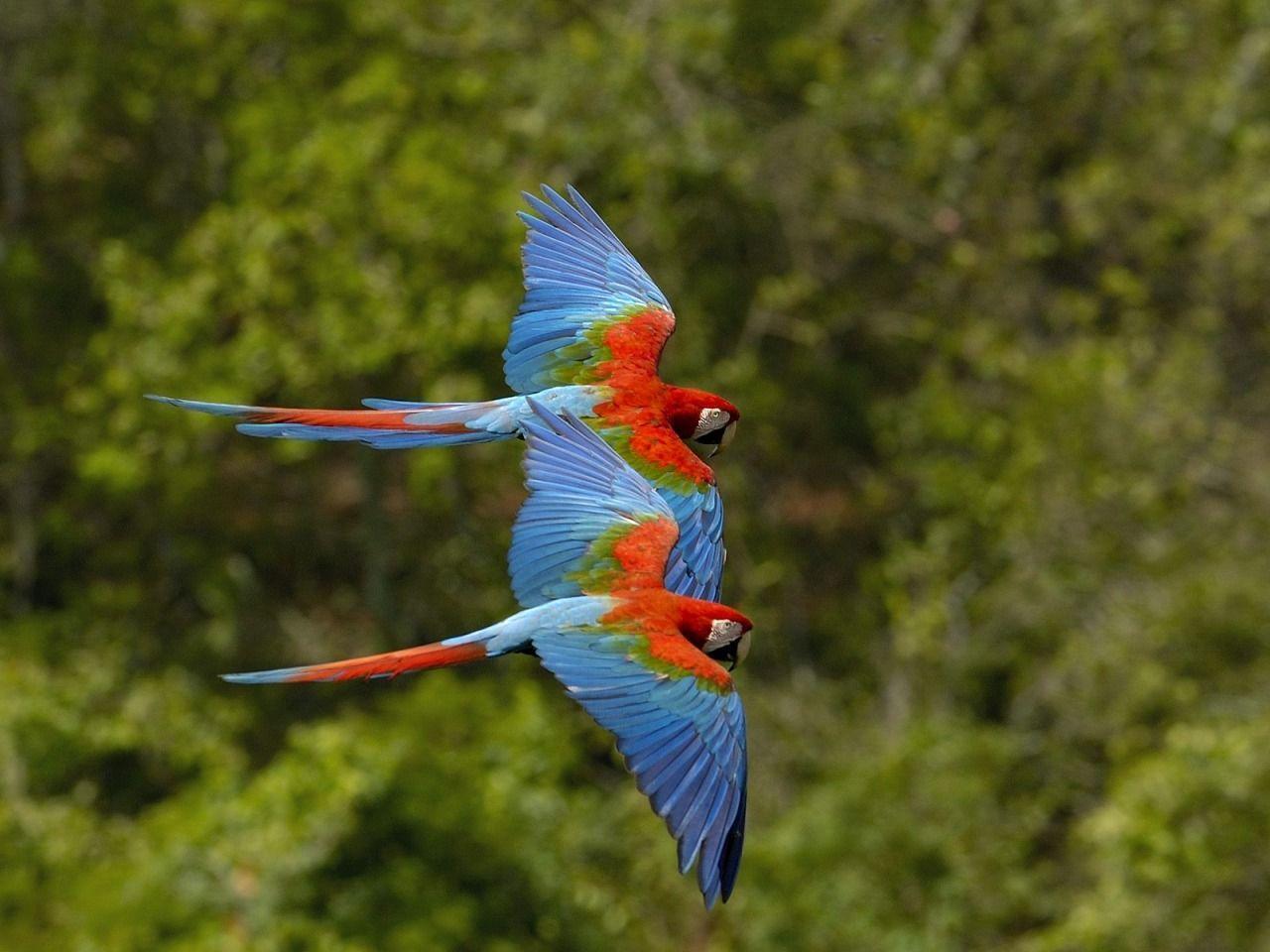 Macaws in Flight Wallpaper Parrots Animals