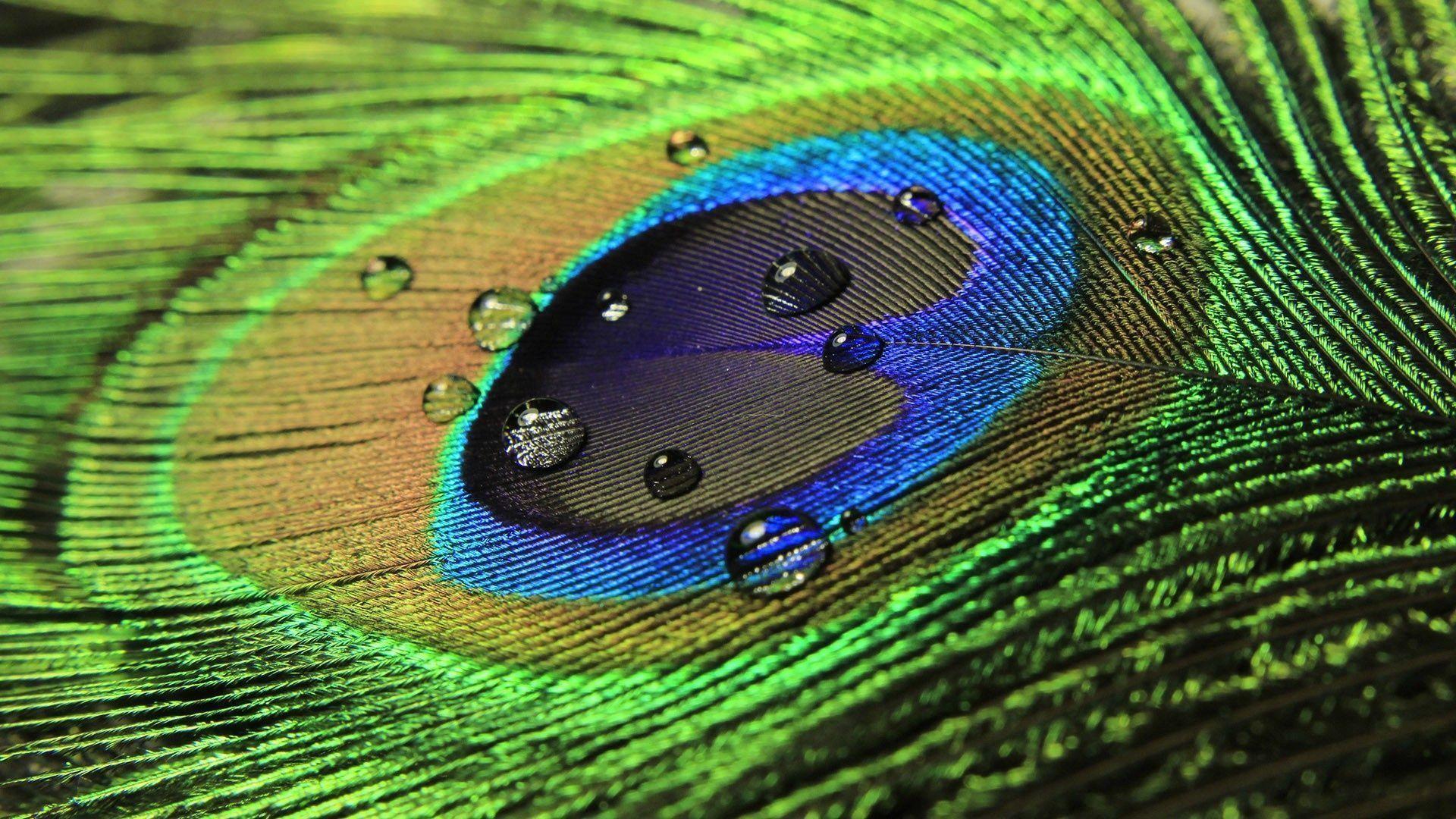 Peacock Feather 1 Desktop Wallpaper And Background Picture