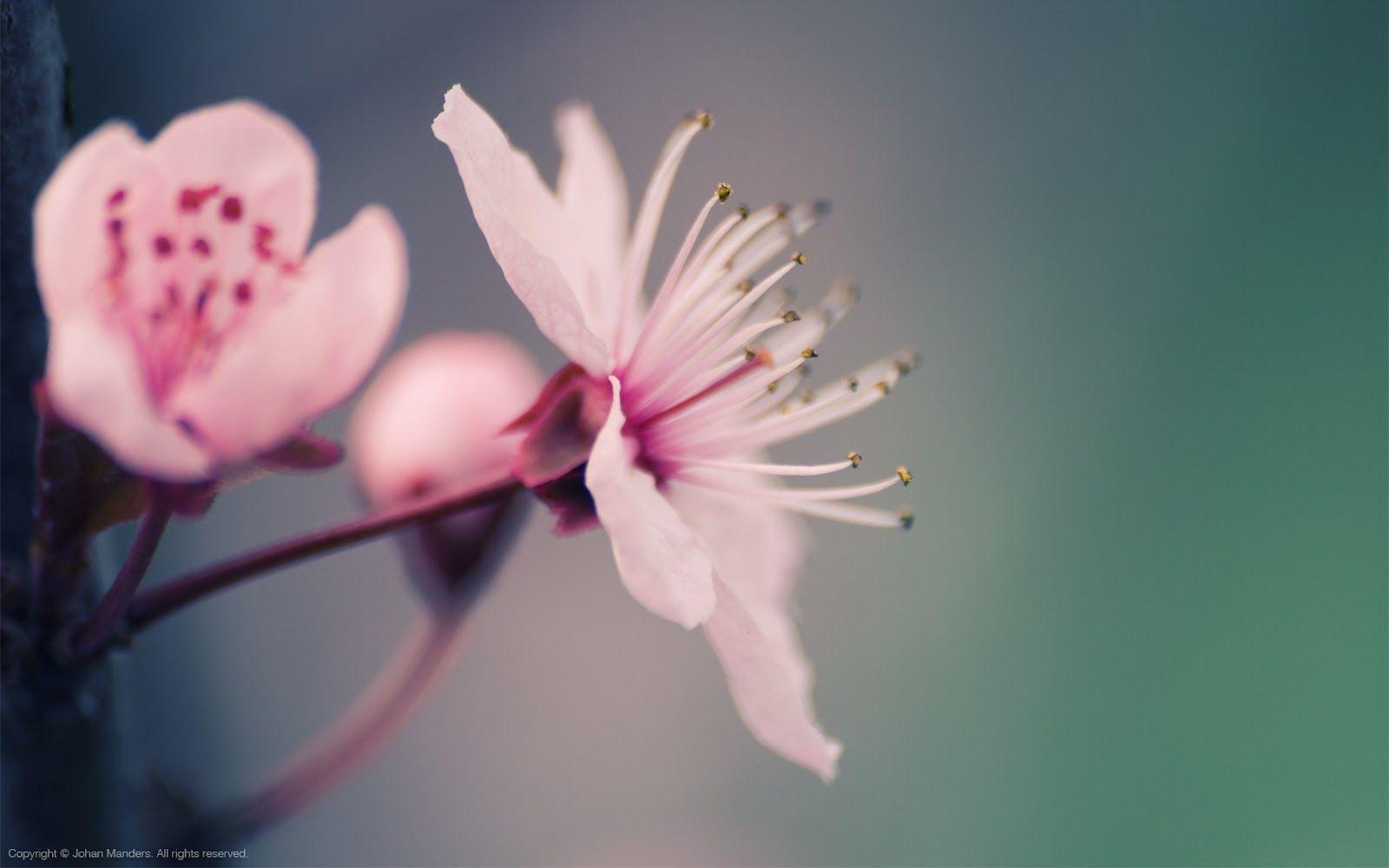 Trends For > Beautiful Spring Flowers Background