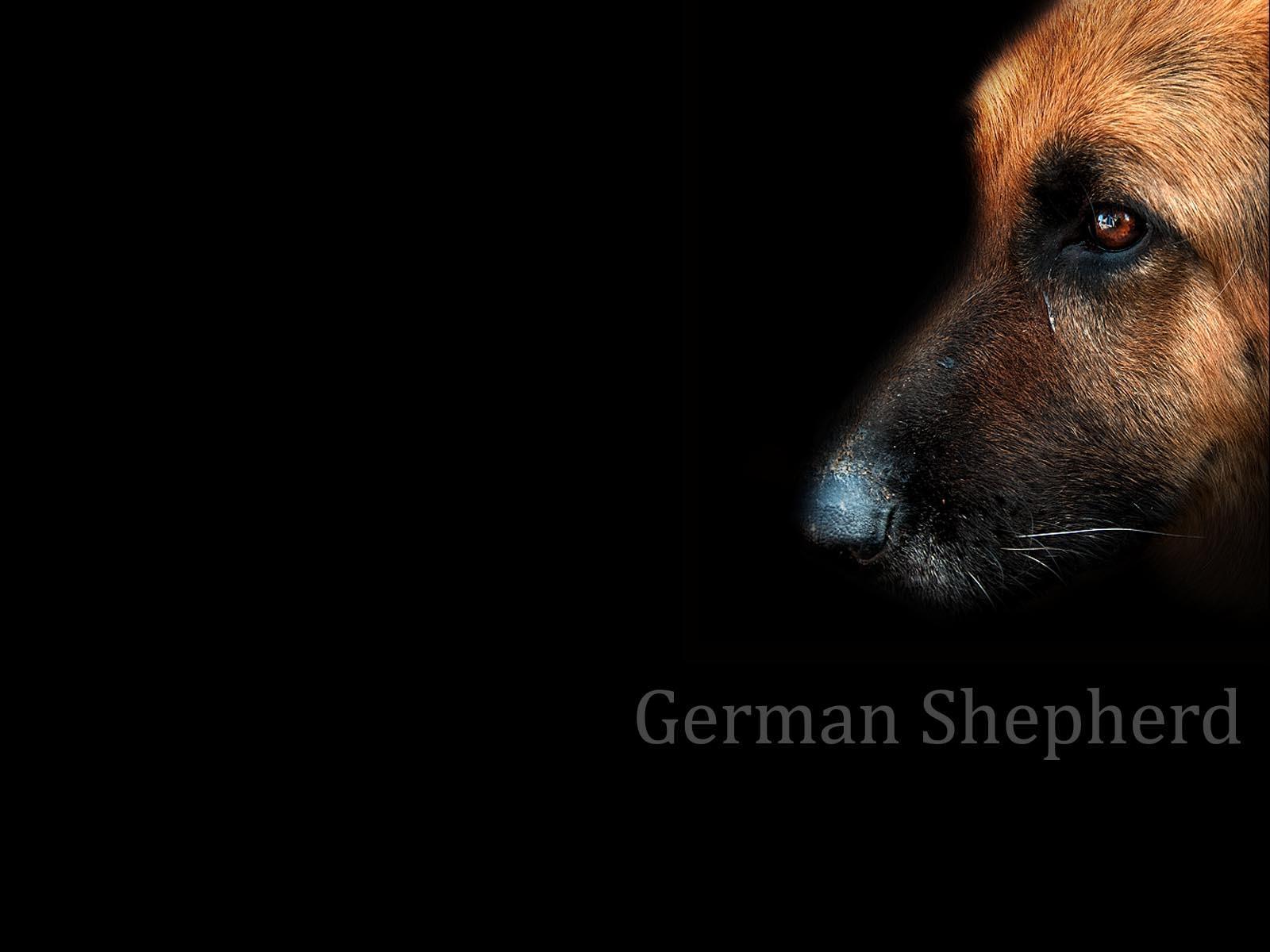 german shepherd dog wallpaper