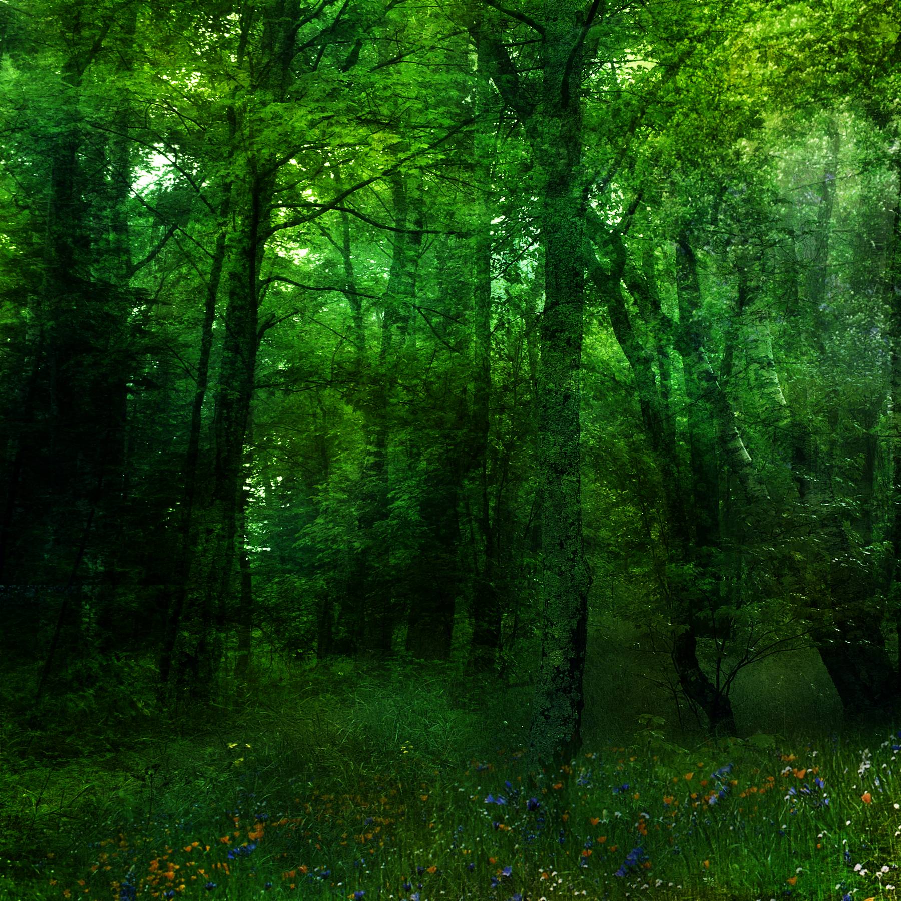 Wallpaper For > Green Forest Background