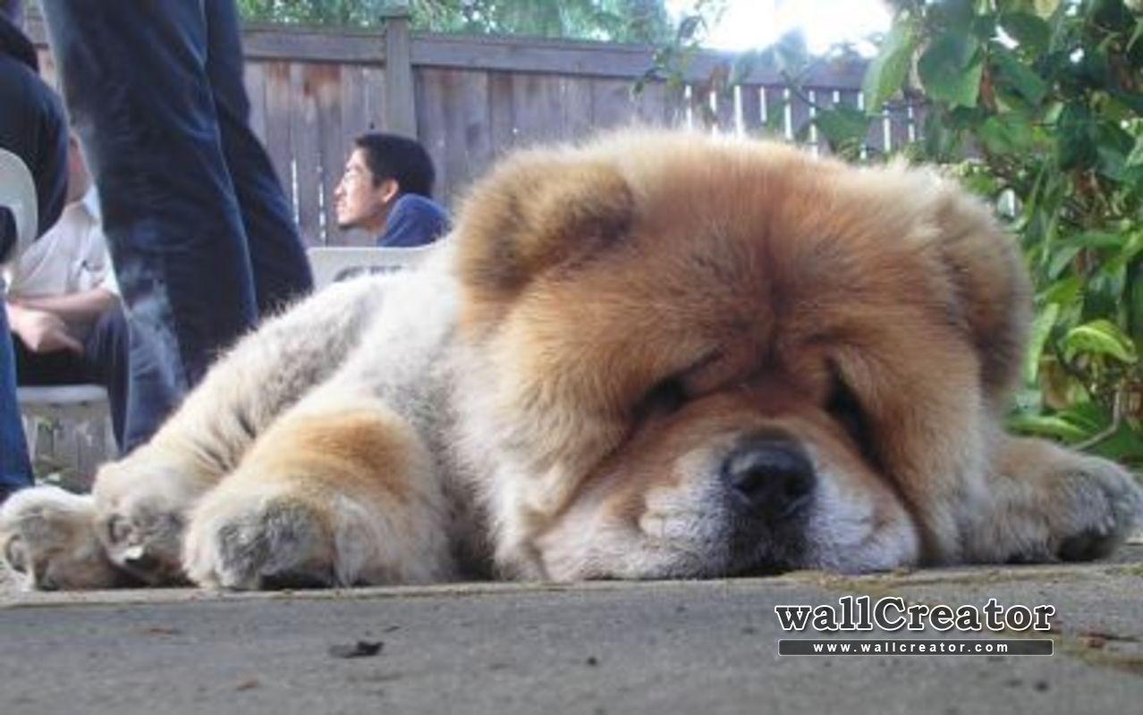 Chow Chow / 800 Wallpaper