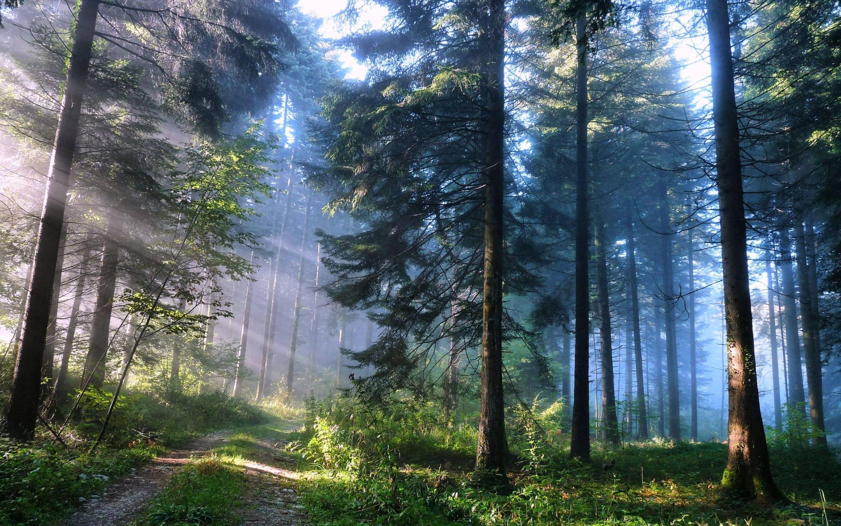 Magical Forest Wallpaper Image & Picture