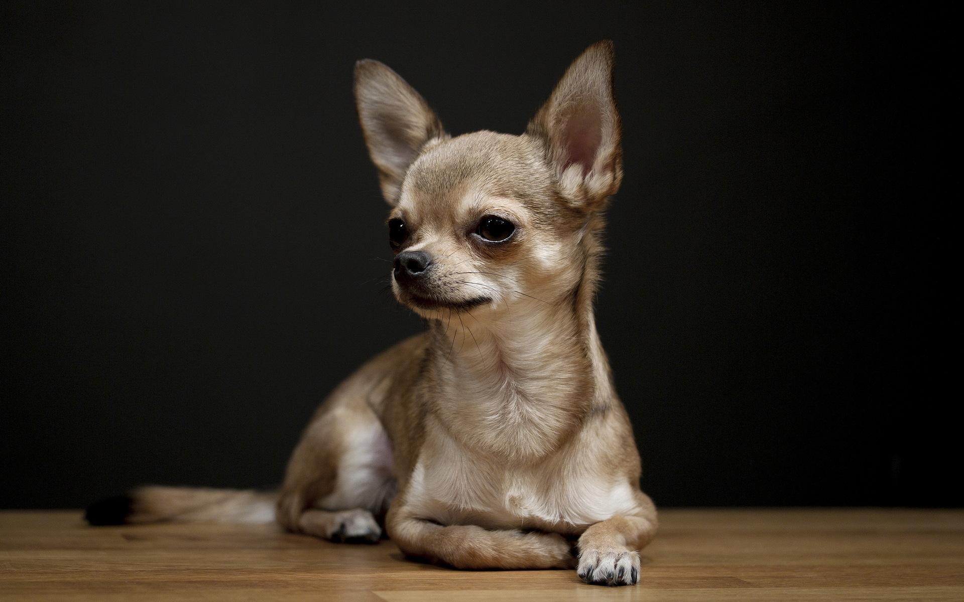 Fonds d&;écran Chihuahua, tous les wallpaper Chihuahua