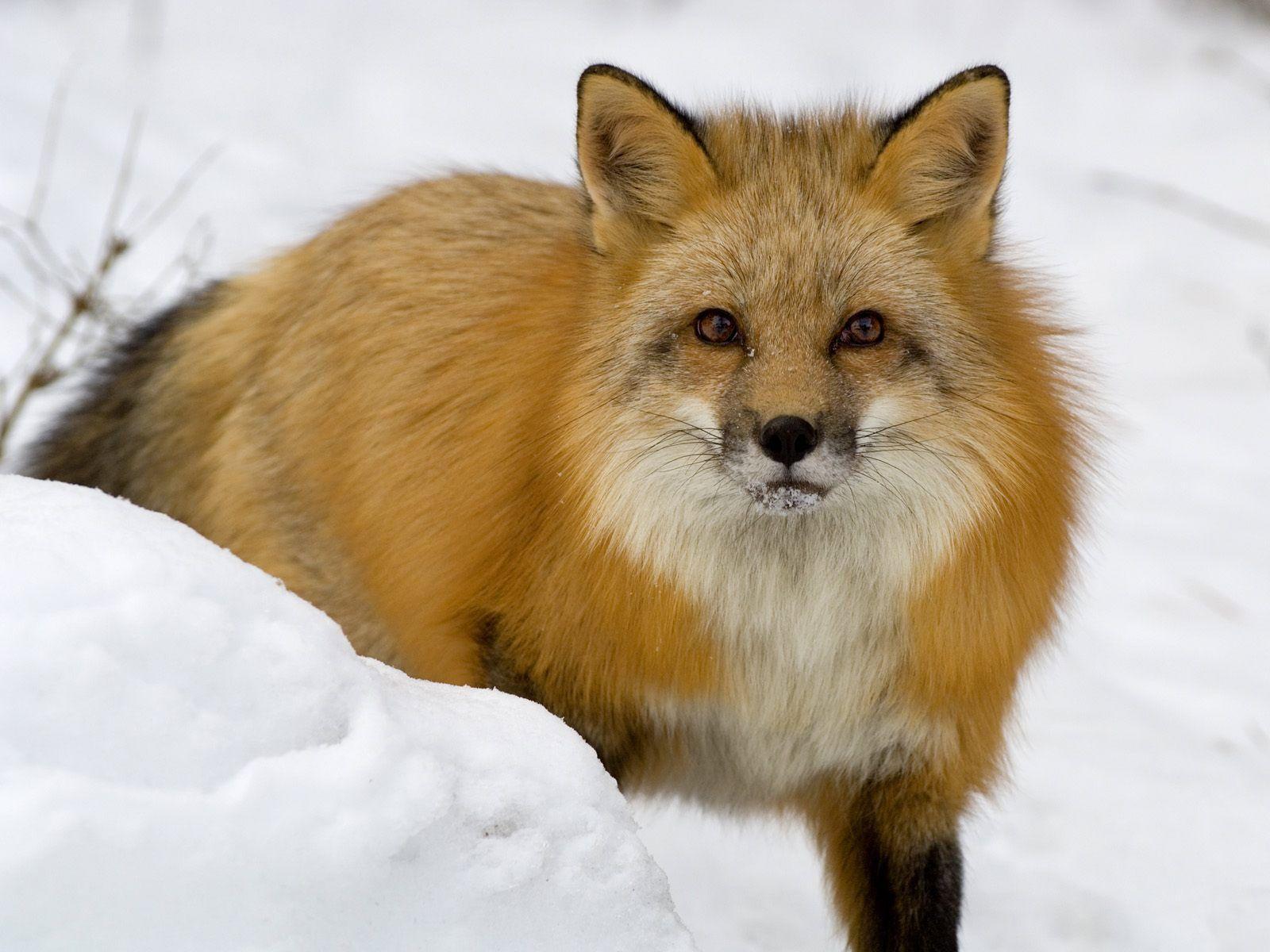Desktop Wallpaper · Gallery · Animals · The fox in winter. Free