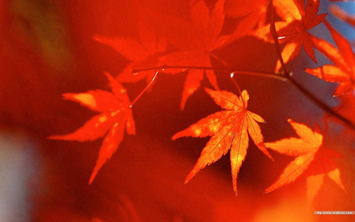 Autumn tints Fall leaves Widescreen wallpaper