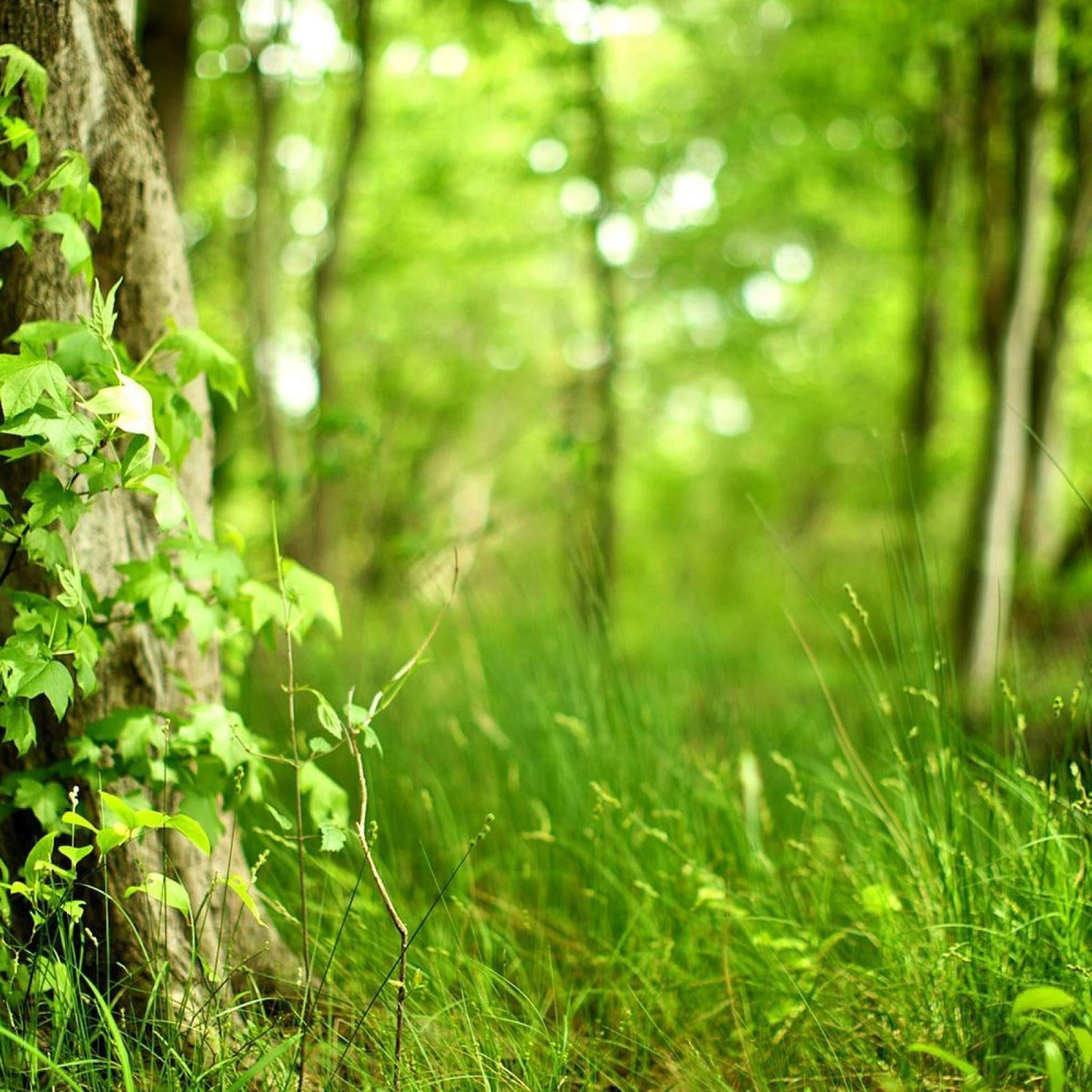 Green Grassland Landscape Wallpaper Desktop Background
