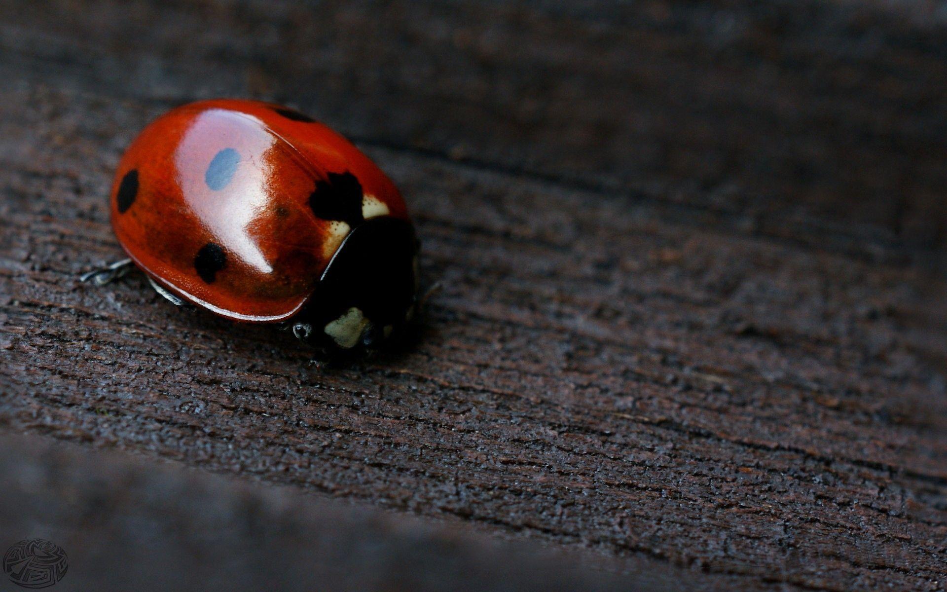 Amazing Ladybug Animal Macro Wallpaper High Re Wallpaper