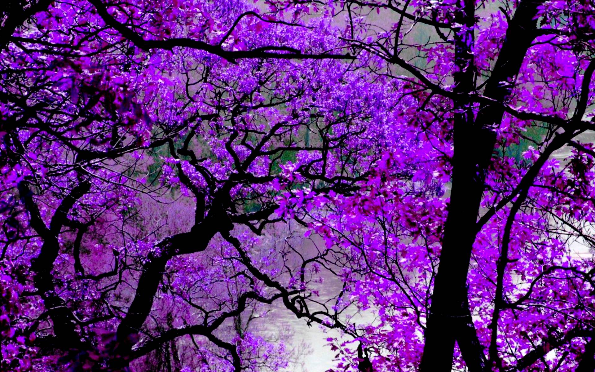 Violet Wallpapers - Wallpaper Cave