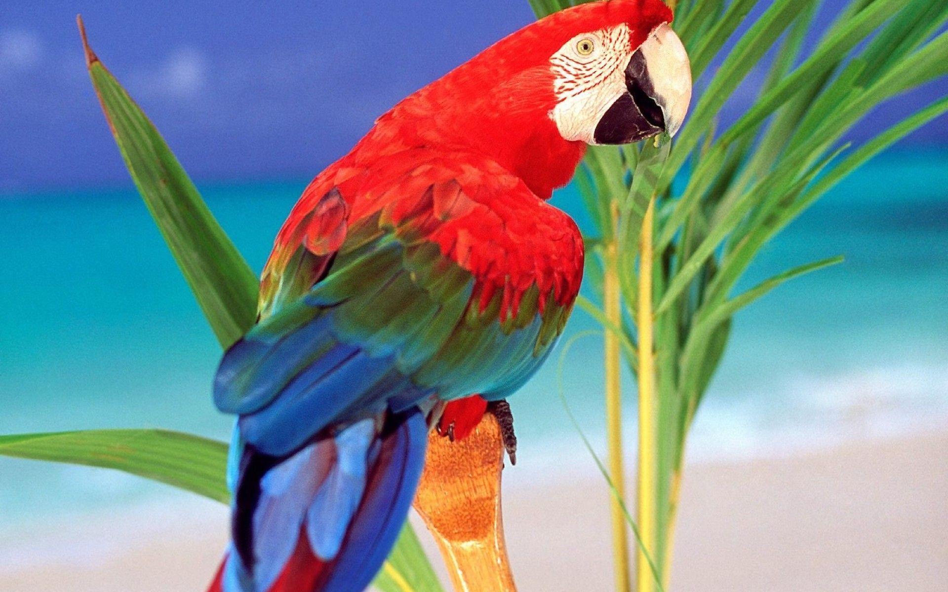 Scarlet Macaws wallpaper