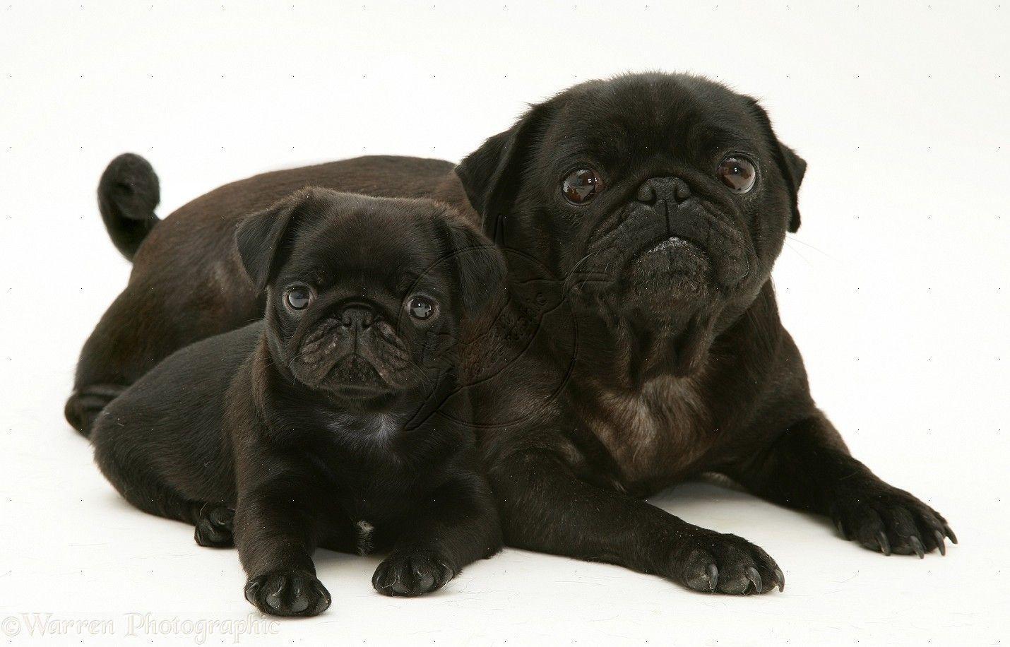 image For > Black Pug Puppies