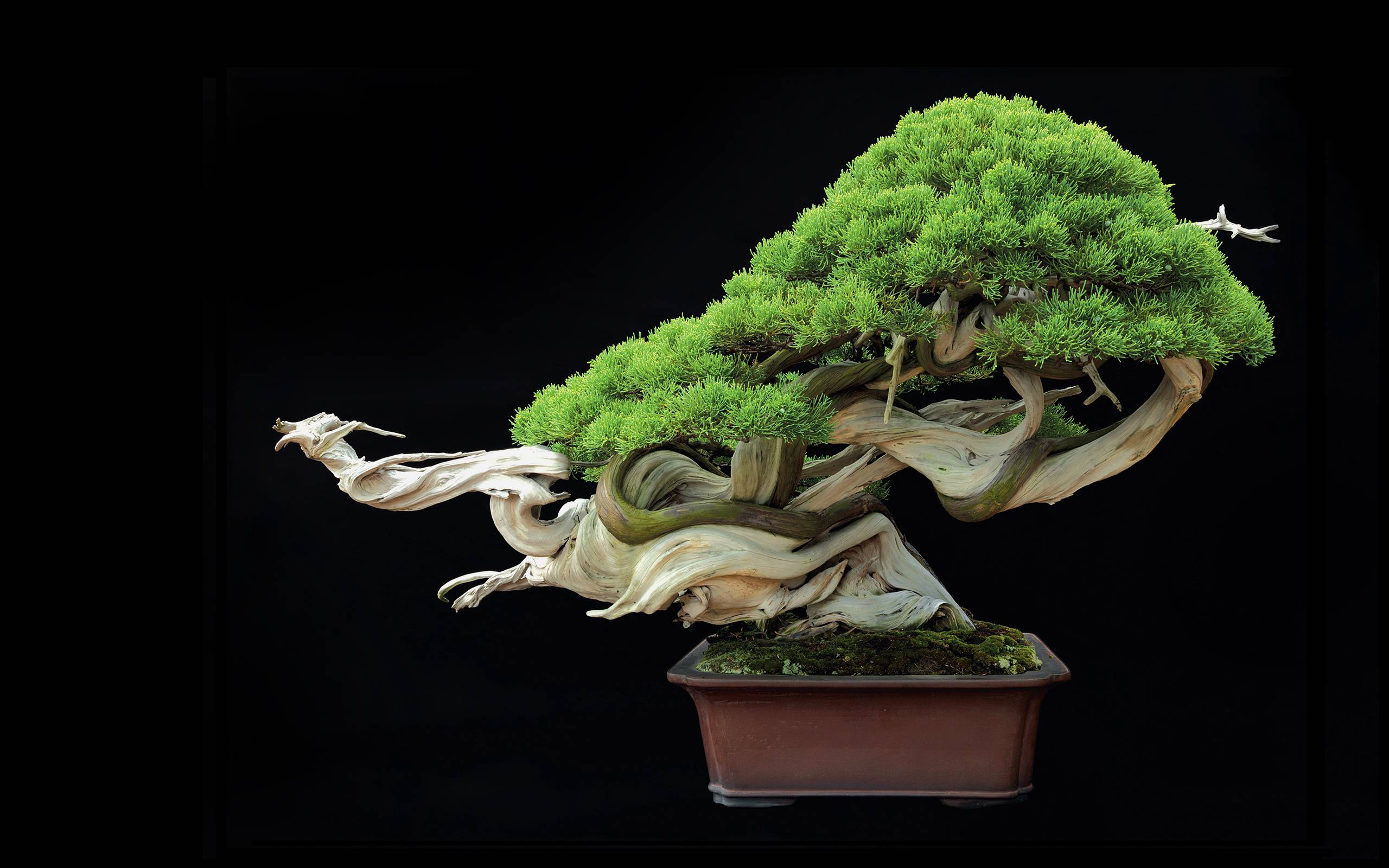 Best Cool Bonsai Tree in the world Learn more here 