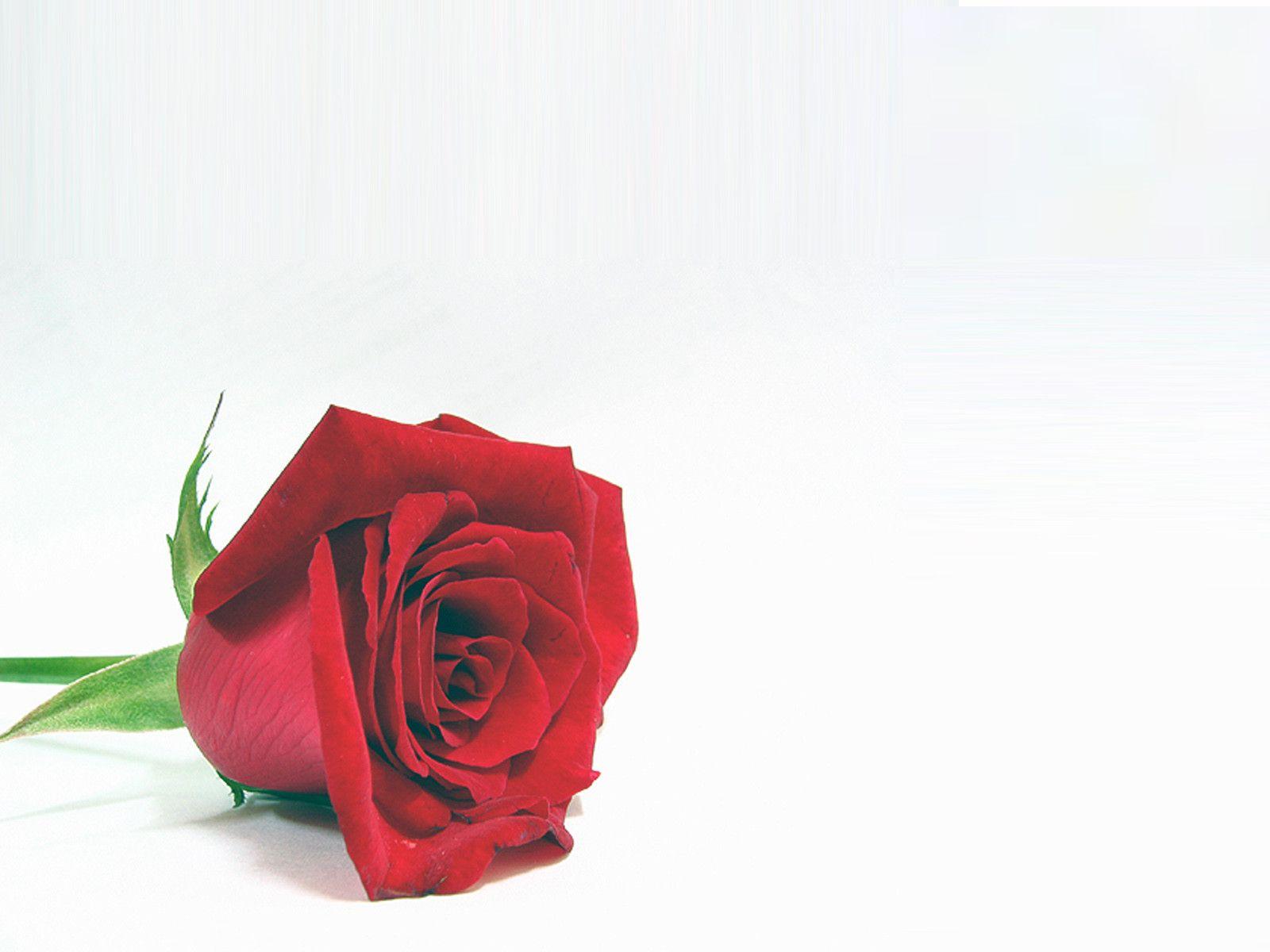 Red Rose Background for Powerpoint