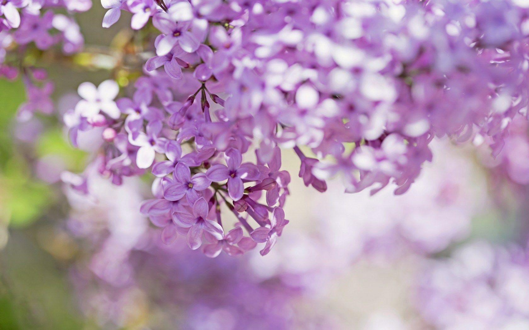Lilac Flowers Tree Focus Close Up HD Wallpaper