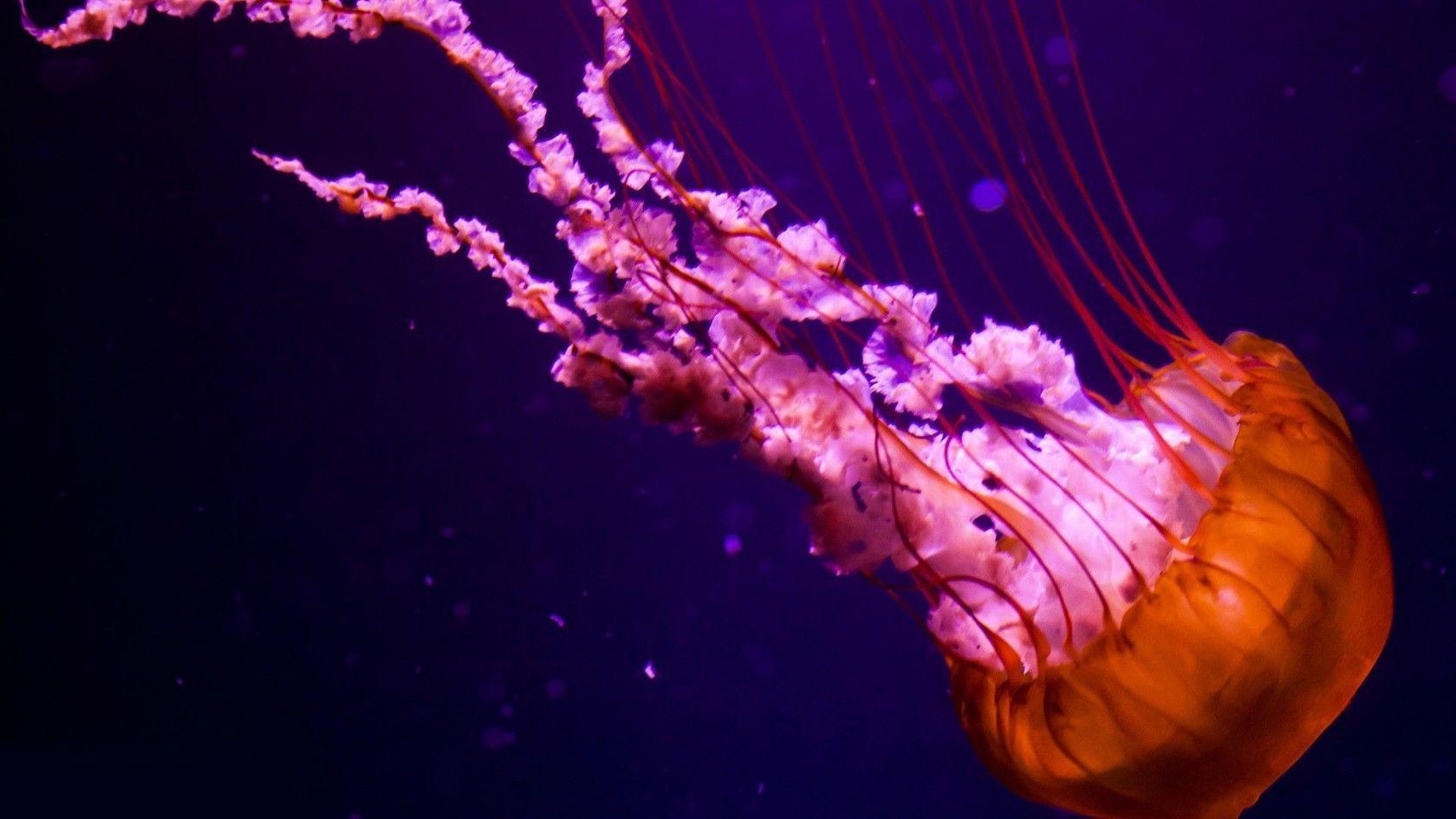 Animals For > Pretty Jellyfish Wallpaper