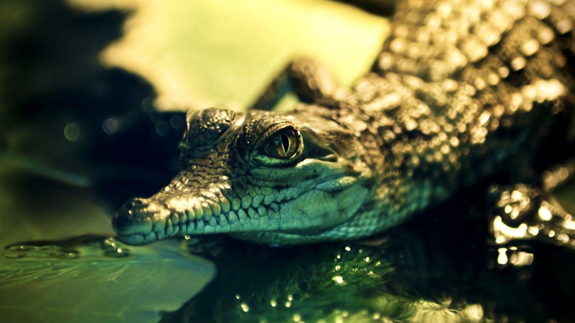 Nice Alligator HD Wallpaper Download Logo And Photo Cookies