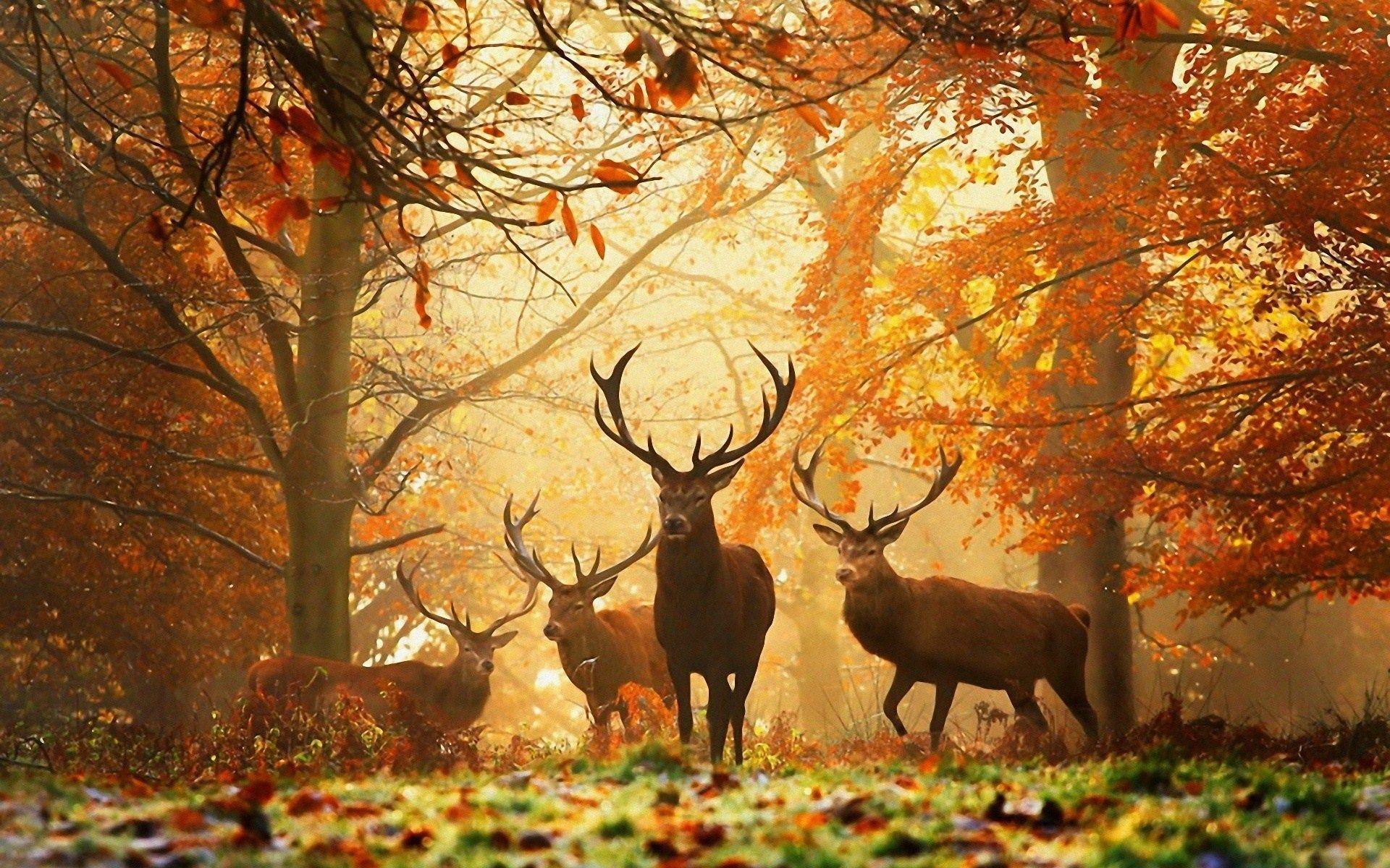 Fall Nature Picture With Deer Widescreen 2 HD Wallpaper. amagico