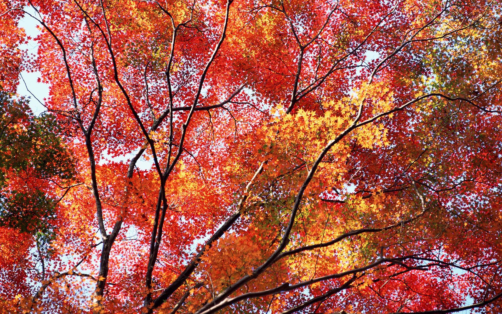 Autumn Wallpaper 007 Fall Season HD Free Wallpaper Background