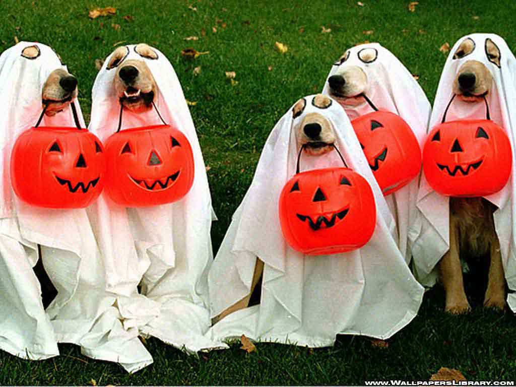 Funny Dog Costumes Halloween HD Wallpaper. Free Wallpaper Download