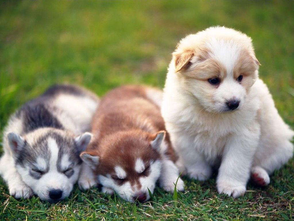 Wallpaper For > Cute Siberian Husky Puppy Wallpaper