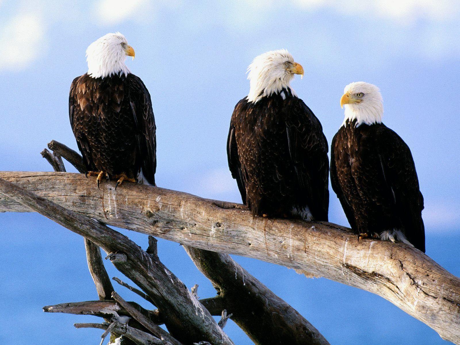 Wild and Free Bald Eagles Wallpaper