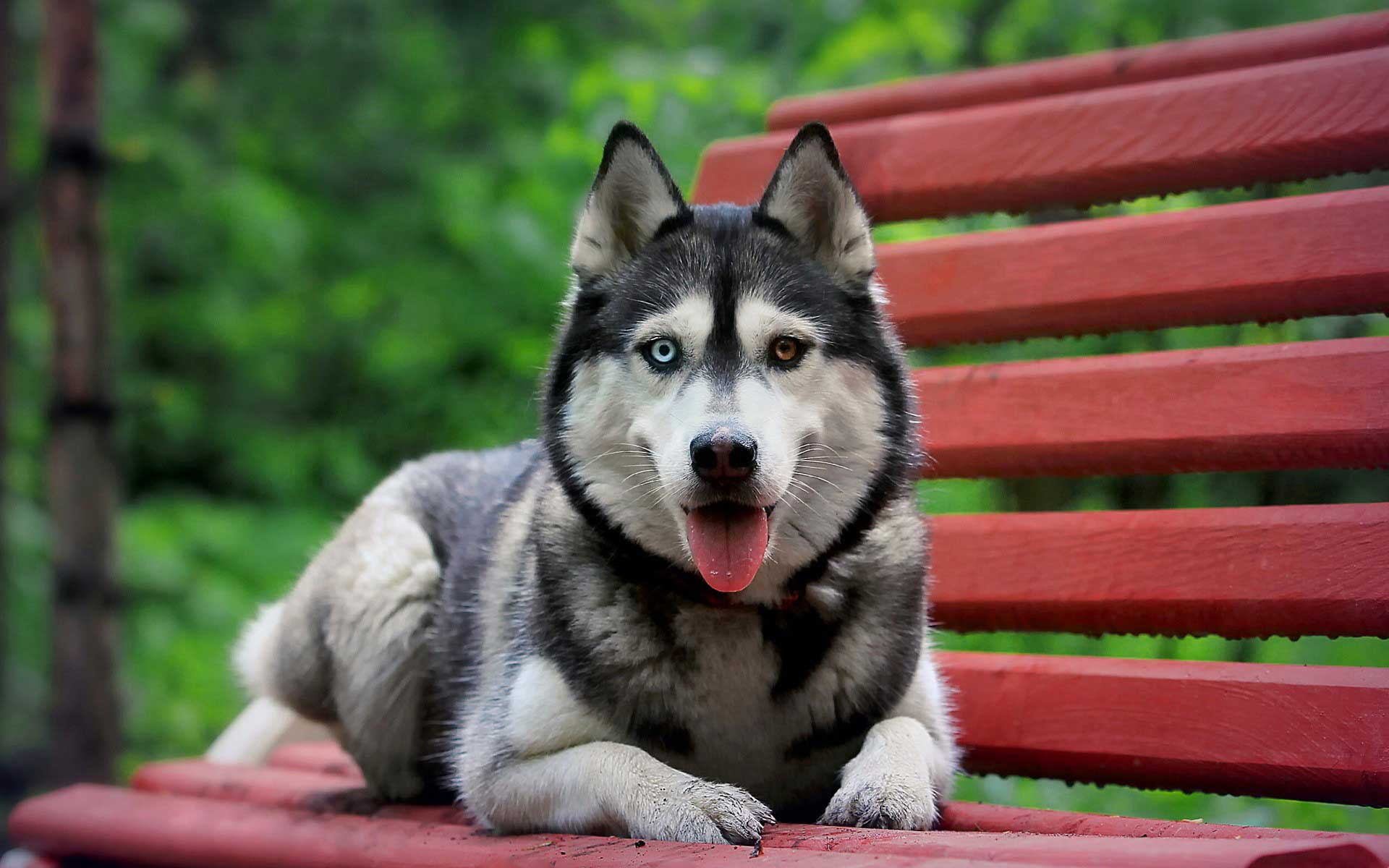 Siberian Husky Wallpaper 1080p, wallpaper, Siberian Husky