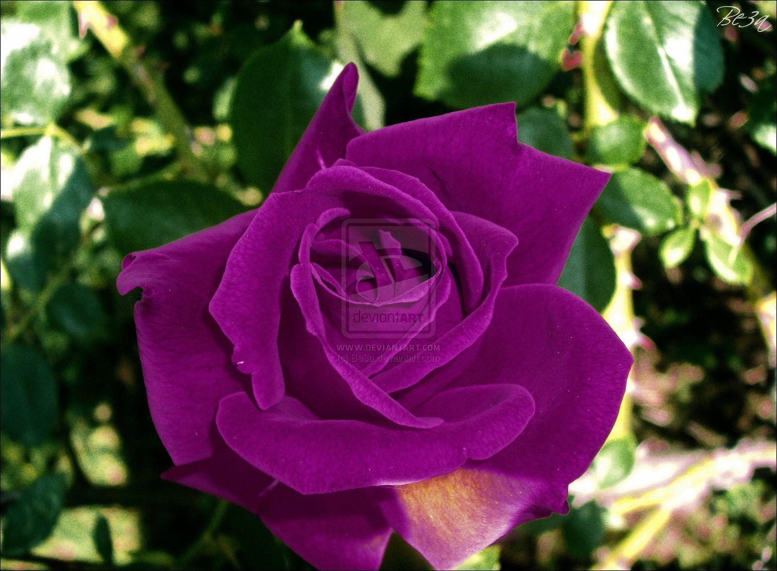 Violet Rose Pics Wallpaper