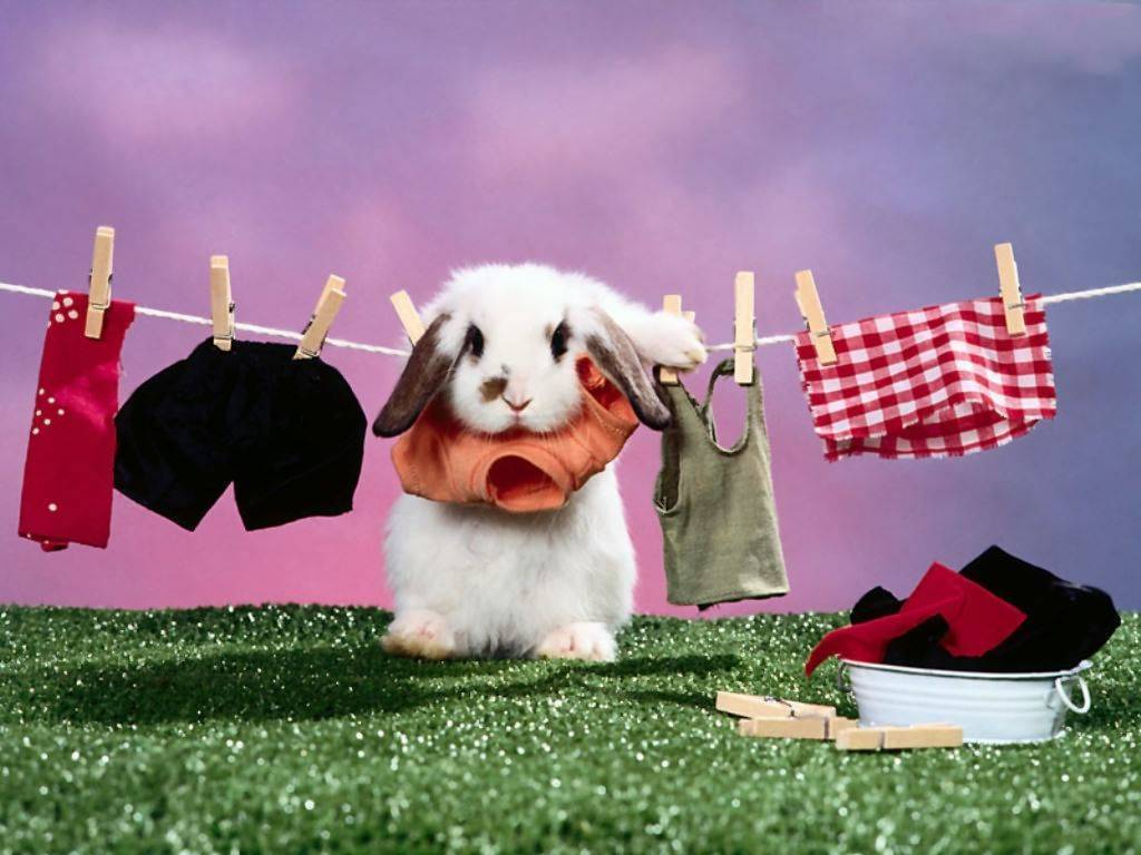 Bunny & Clothesline Rabbits Wallpaper