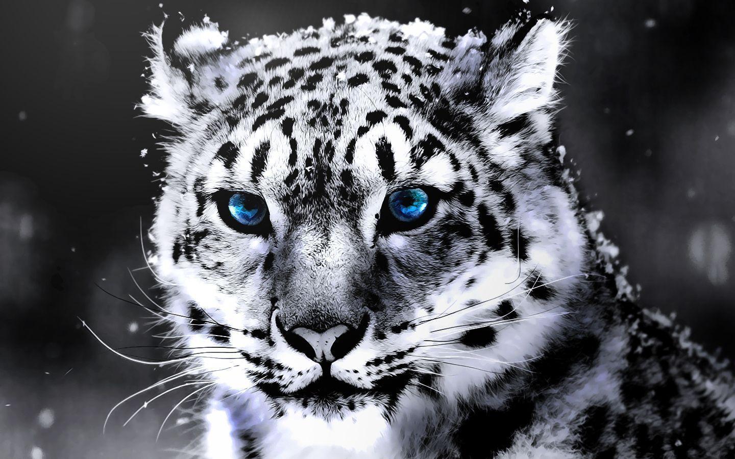 White Tiger Wallpaper Image 1824 HD Picture. Best Desktop