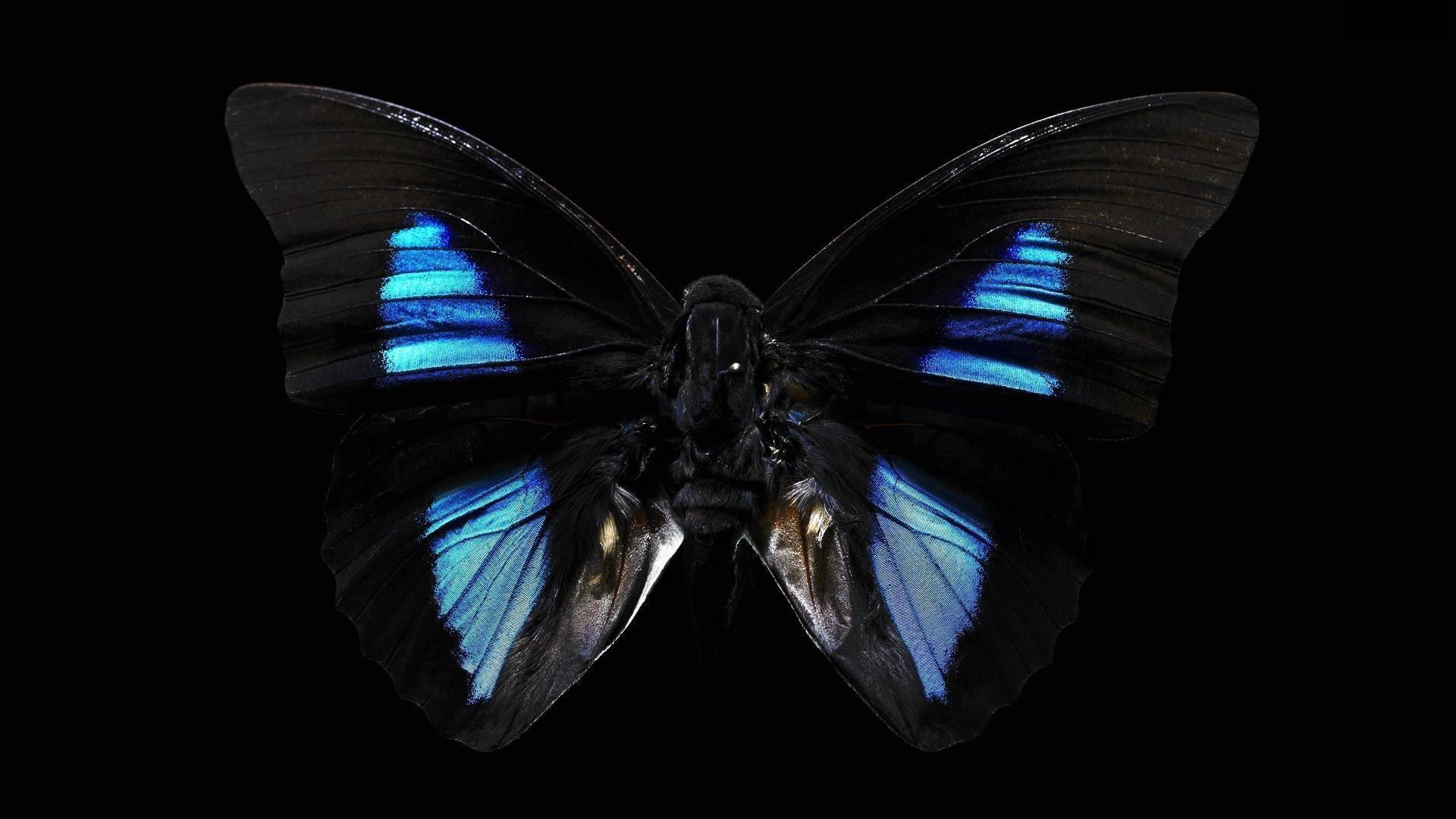 Butterfly Black Backgrounds - Wallpaper Cave