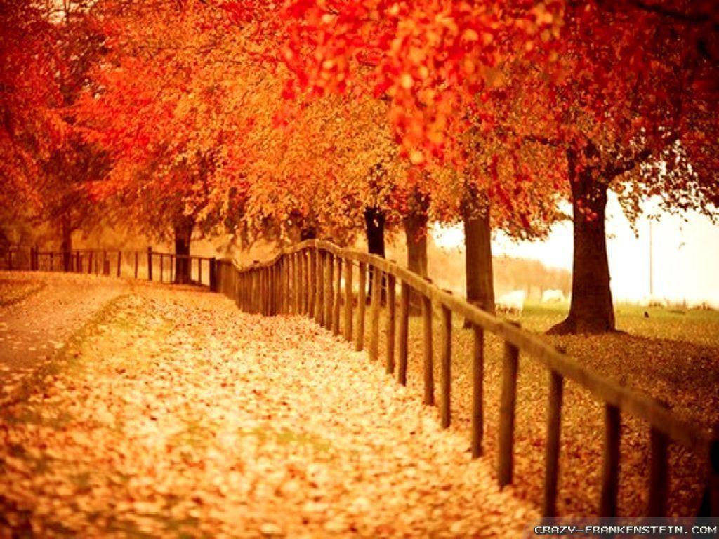 Beautiful Autumn HD Wallpaper Wallpaper Inn