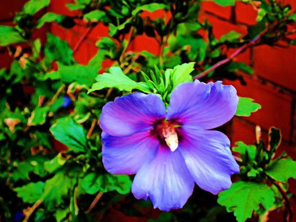 AmazingPict.com. Blue Hibiscus Flower Wallpaper