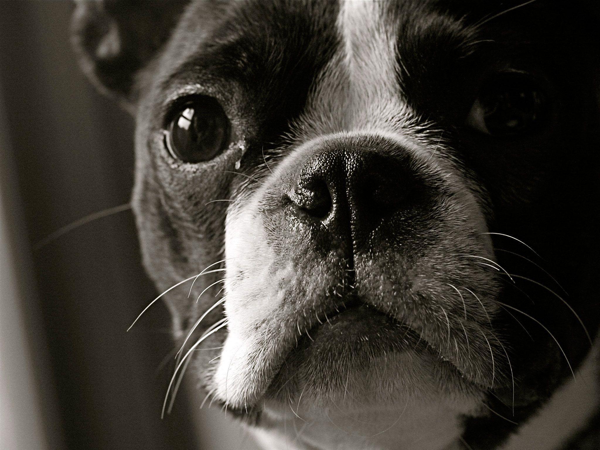 Boston Terrier Wallpapers - Wallpaper Cave