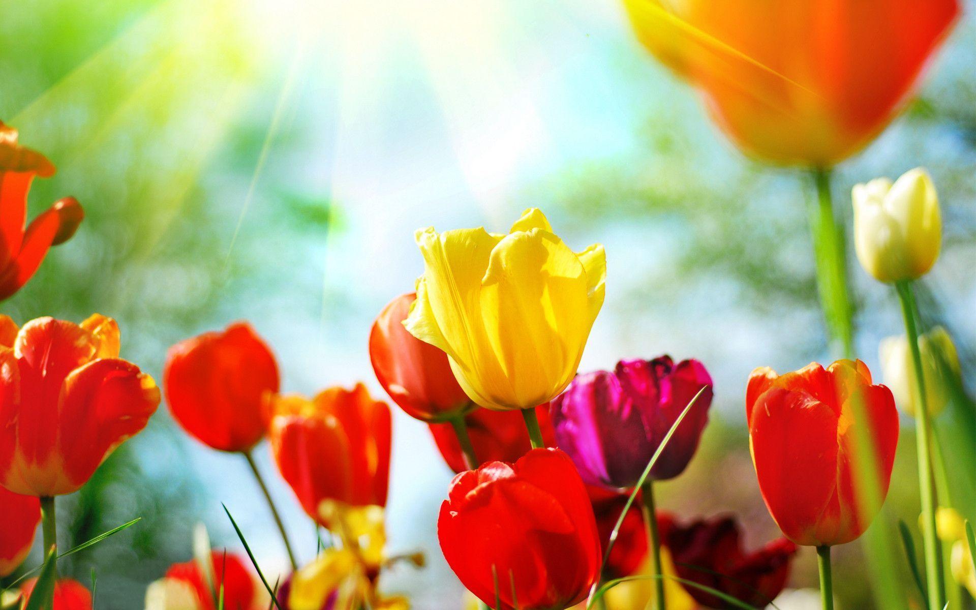 Spring Flowers Desktop Wallpaper. Beautiful Sweet Home