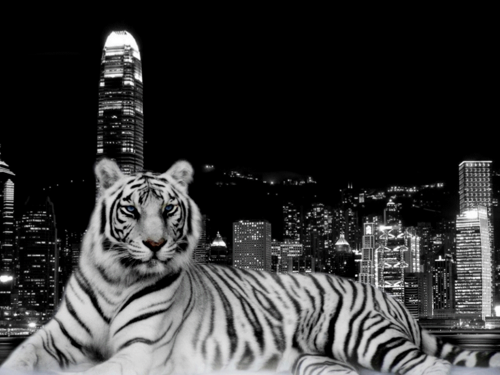 White Tiger Wallpaper and Picture Items