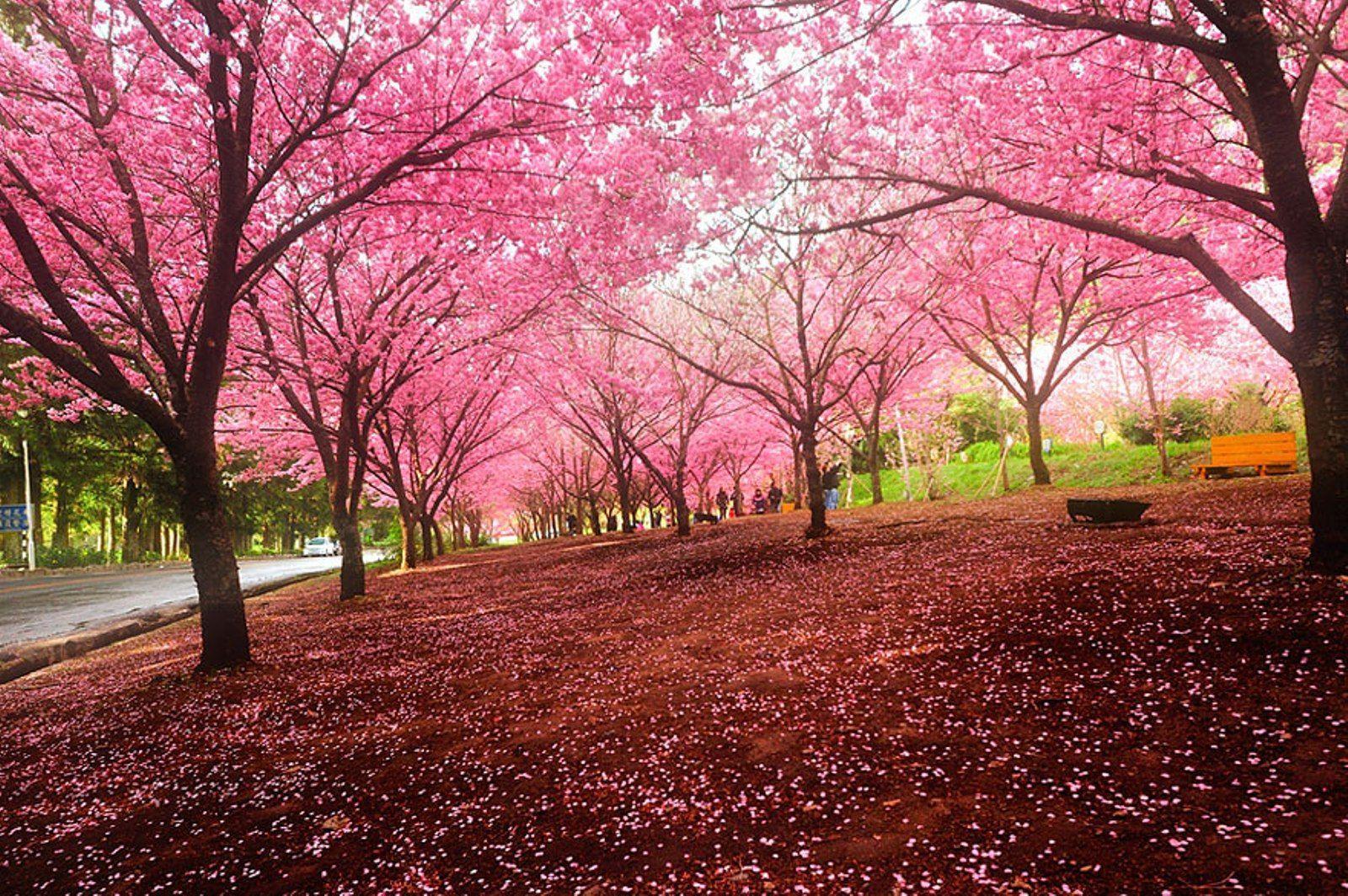 Cherry Blossom Spring Wallpaper nature season of Cherry Blossom