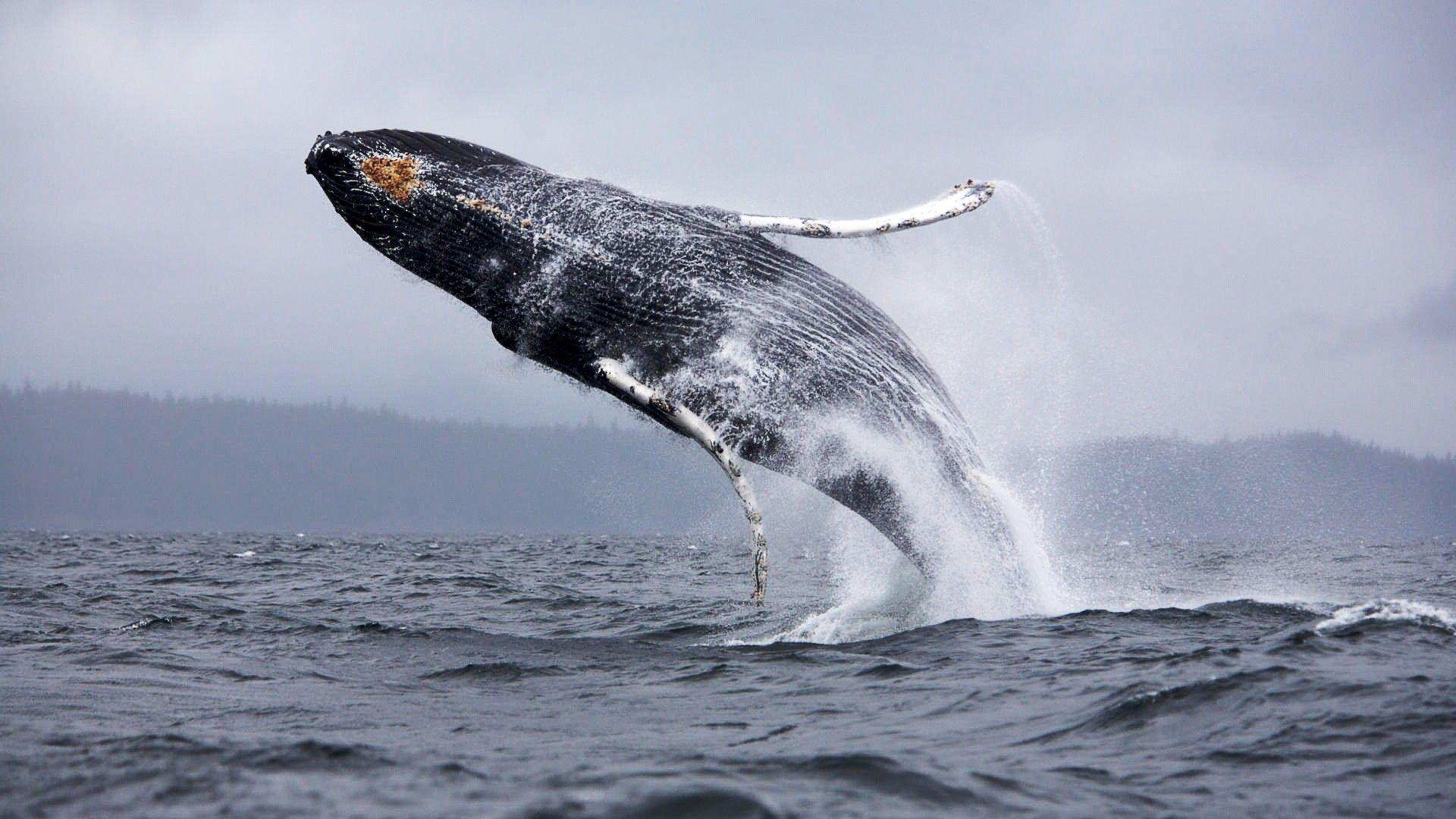 image For > Blue Whales Jumping Out Of Water Wallpaper